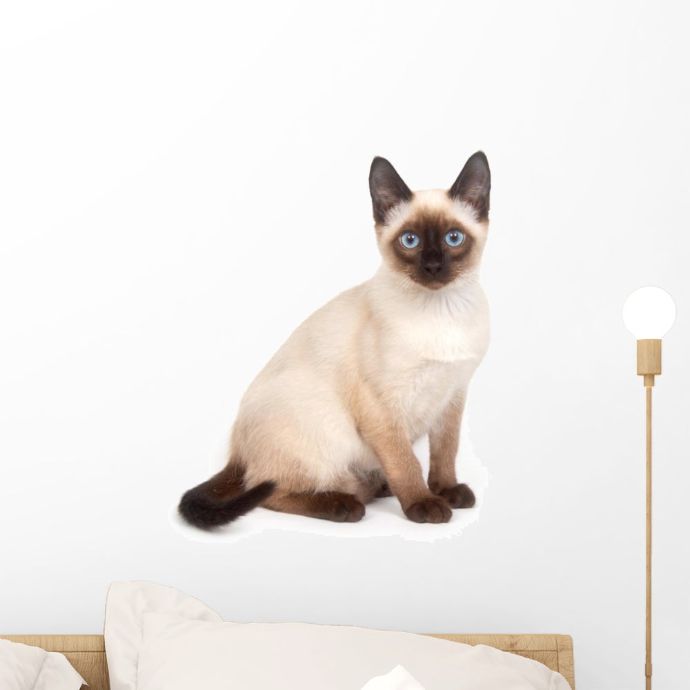 Siamese Cat Wall Decal – Wallmonkeys