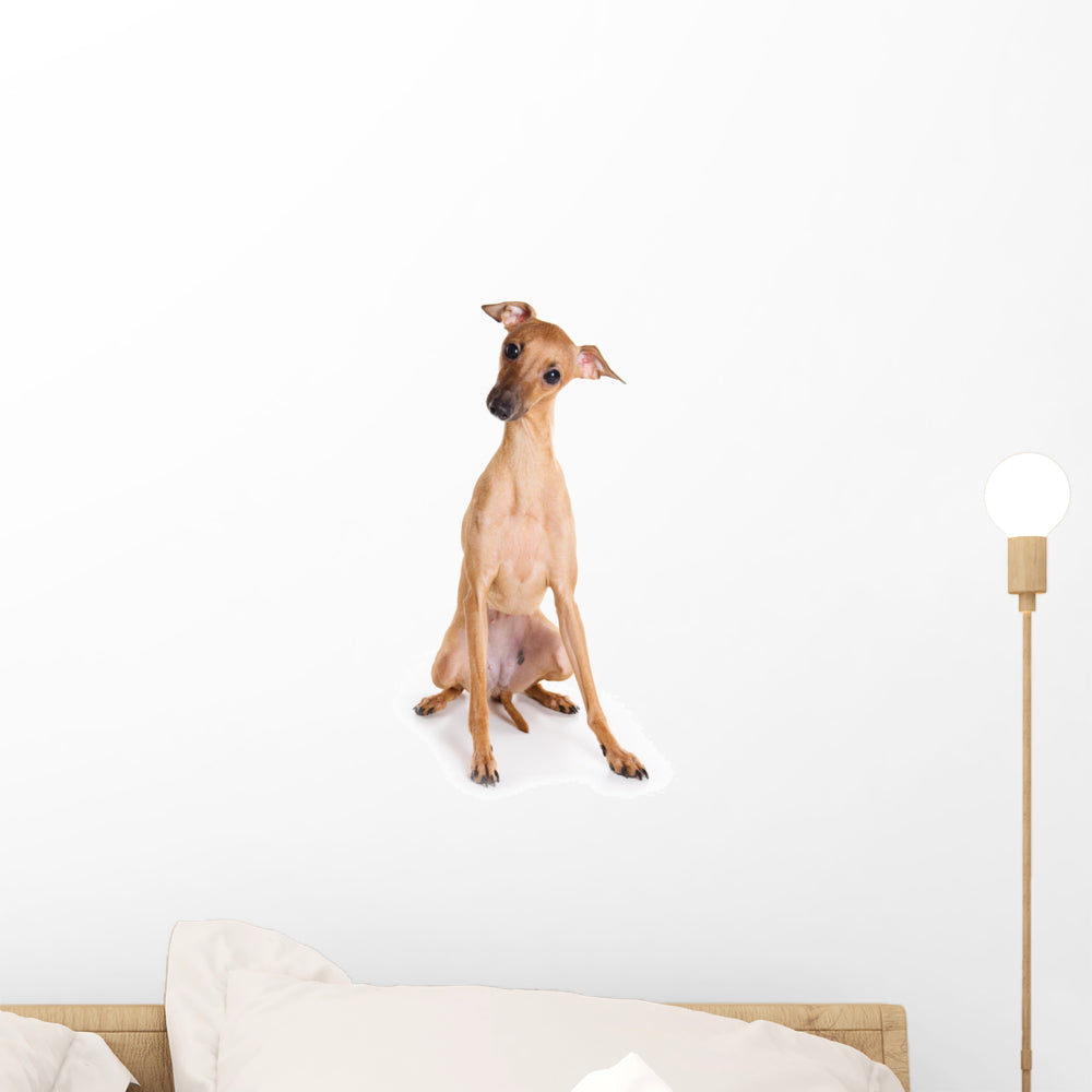 Italian Greyhound Puppy White Wall Decal