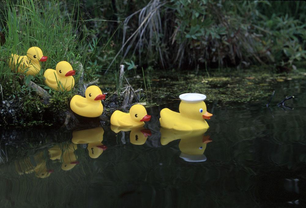 Duck Pond Stickers for Sale