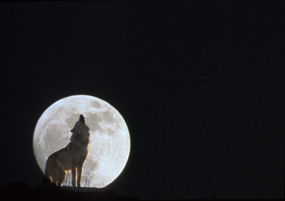 Wolf Howling Full Moon Wall Mural