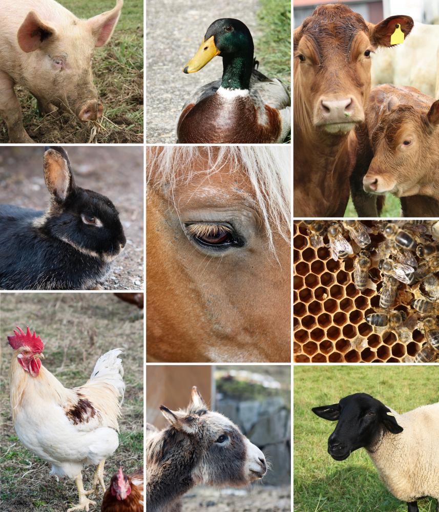 domestic animals collage