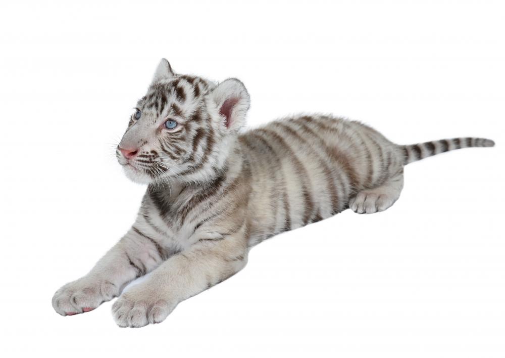 Sticker baby white tiger