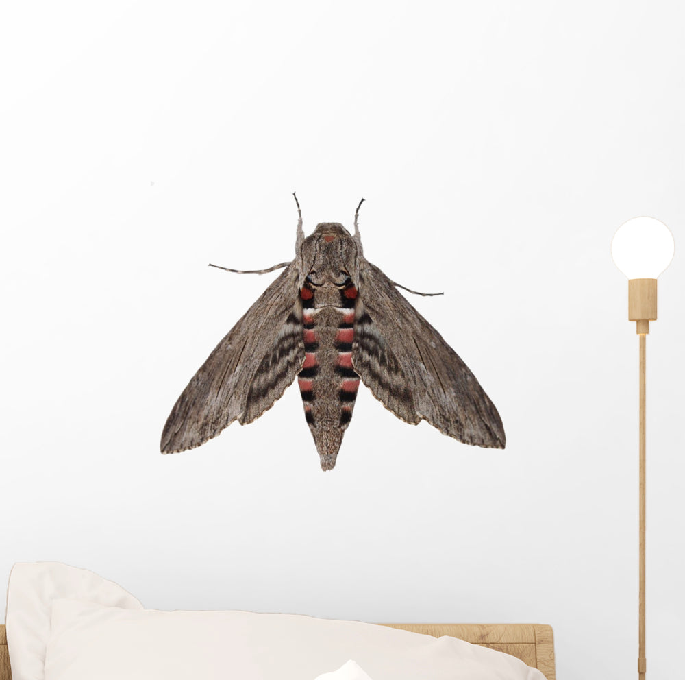 Convolvulus hawk moth