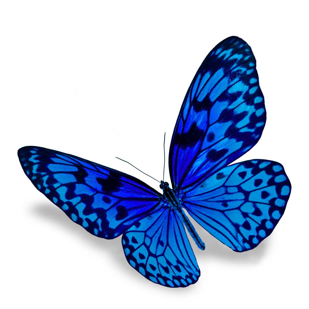 3D Blue Butterfly 2586 Wall Paper Print Decal Deco Wall Mural Self-Adhesive  Wallpaper AJ US Lv (Woven Paper (Need Glue), 【123”x87”】 312x219cm(WxH)) 