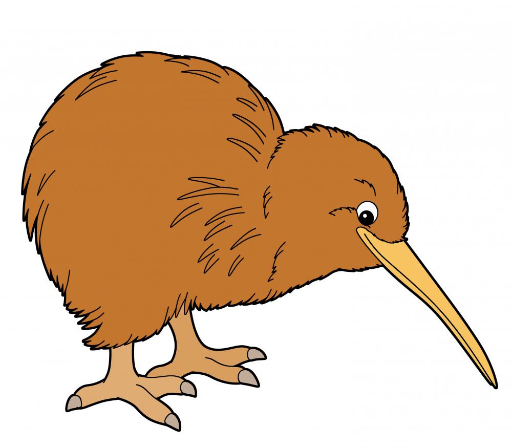 cartoon kiwi