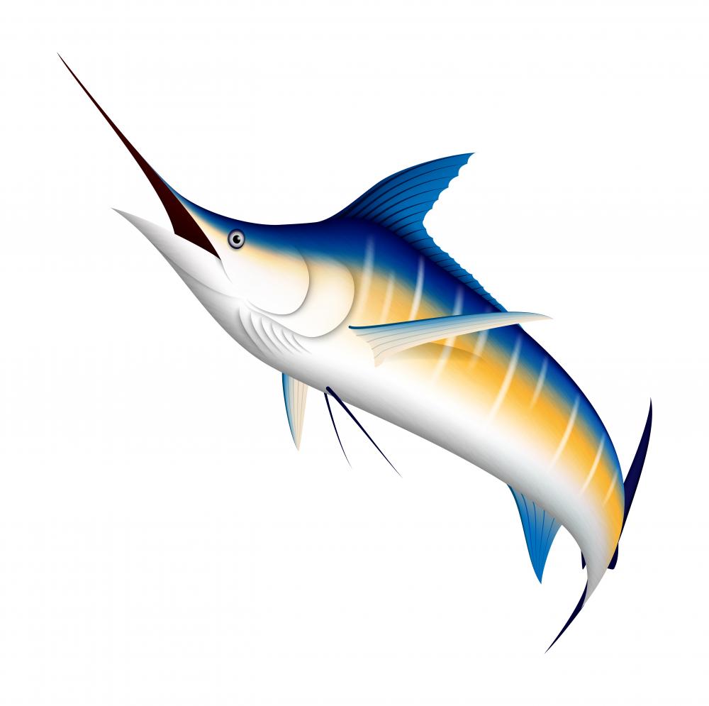 marlins fish clipart