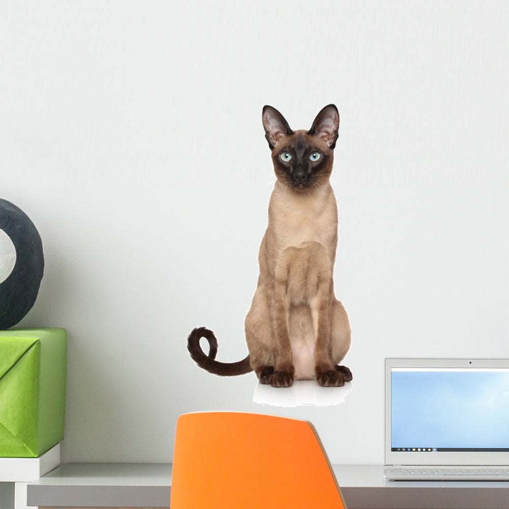 Oriental Siamese Cat Wall Decal - WallMonkeys.com – Wallmonkeys