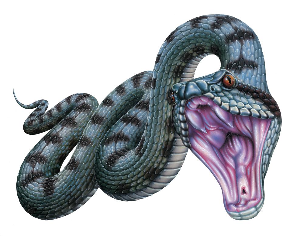 viper snake drawing