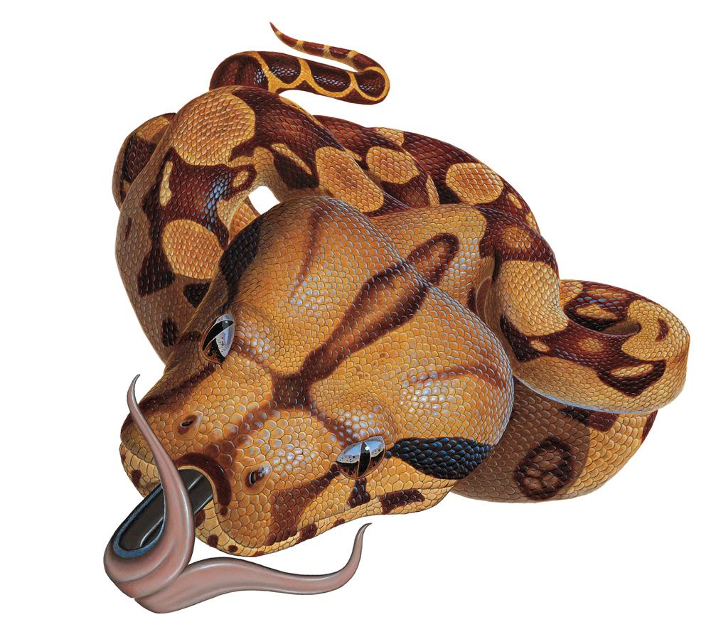 google snake Sticker for Sale by AwsomePro