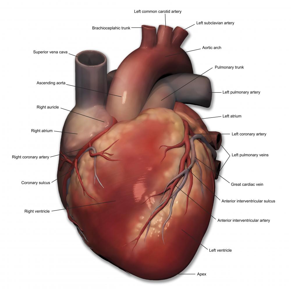 human heart labeled
