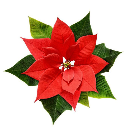 Red Christmas Poinsettia Flower Wall Decal - WallMonkeys.com – Wallmonkeys