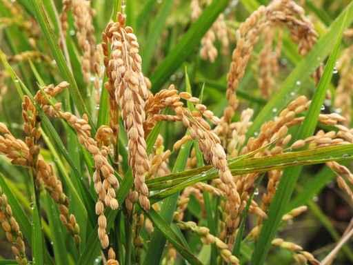 Golden Rice during Autumn Wall Mural