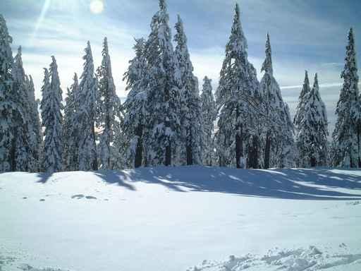 Snow Trees Crater Lake Wall Mural