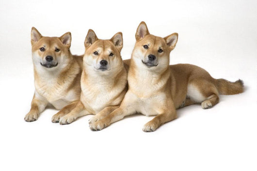 Three shibas hot sale in wall