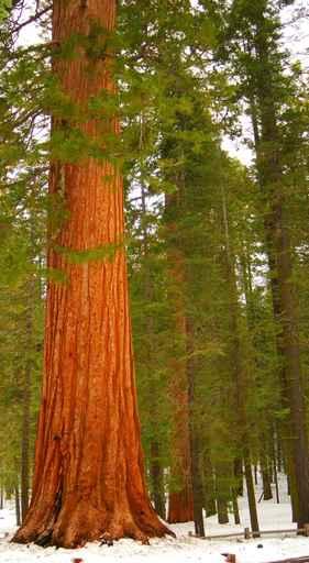 Giant Sequoia 102 Wall Mural