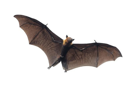 flying vampire bat