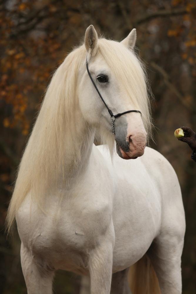 The Long Hair Beautiful White Horse