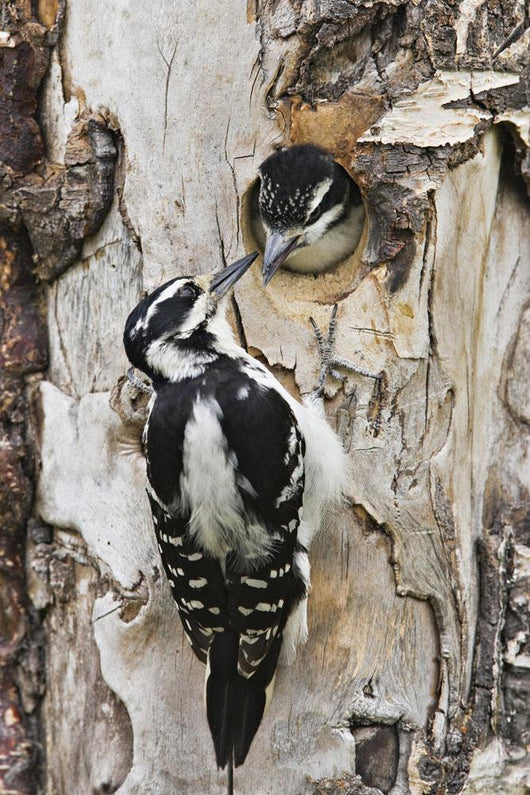 downy woodpecker juvenile