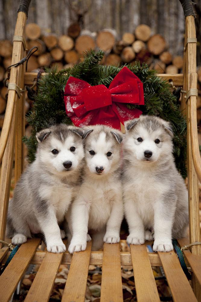 cute huskies puppies