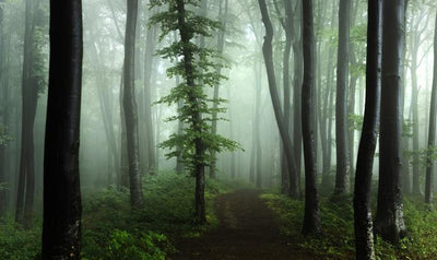 Adesivo murale - Steinbogen Forest Forest Path con viticci