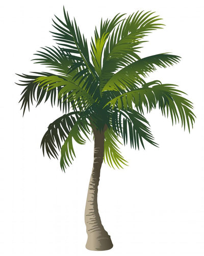 palm tree transparent background