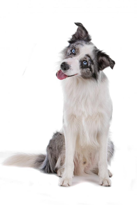 File:Blue merle Border Collie.jpg - Wikimedia Commons