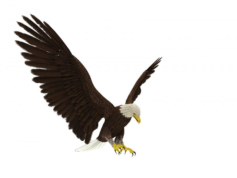 American Bald Eagle Hunting – Wallmonkeys