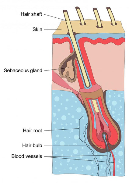 Human 2025 hair structure