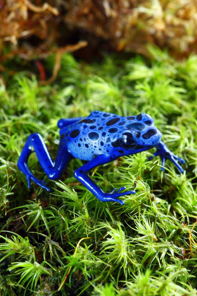 Blue Dart Frog Stickers – Jurassic Reptile Supply
