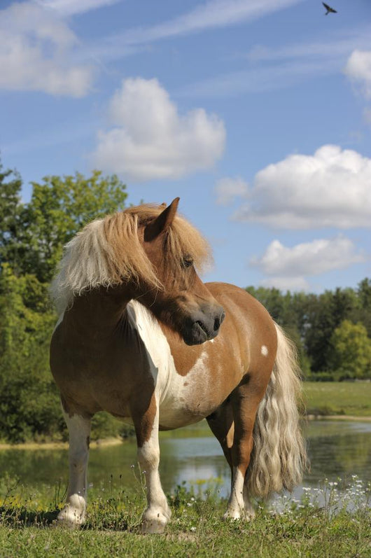 Sticker Mini-Shetland-Pony