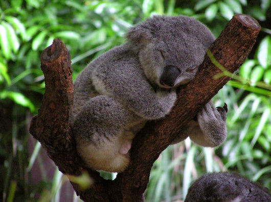 sleepy koala