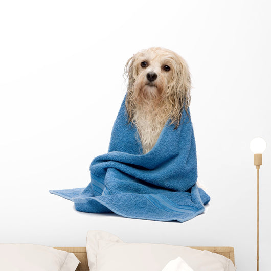 Wet dog clearance towel