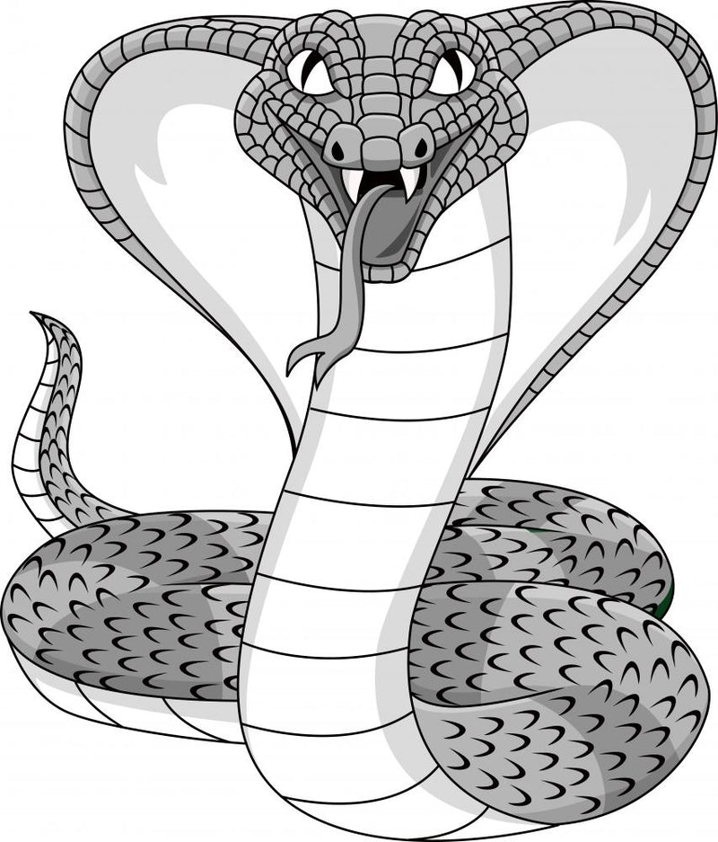 Snakes Indian cobra Drawing Sketch, cobra snake drawing, pencil, scaled  Reptile png | PNGEgg