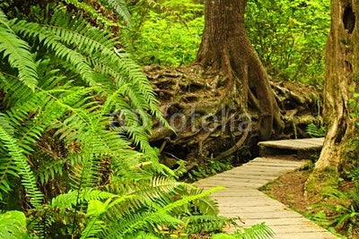 Path in temperate rainforest Wall Mural