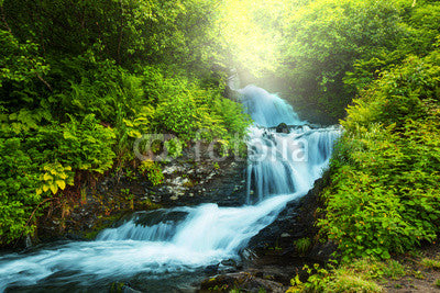 Creek in forest Wall Mural