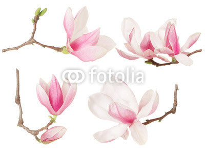 Magnolia Flower Twig Spring Wall Stickers Wall Decal