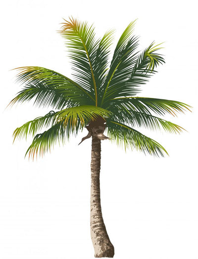 LARGE WHITE PALM TREE STICKER WITH CLEAR BACKGROUND