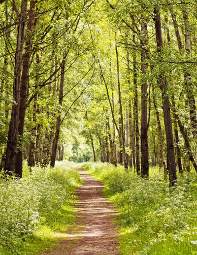 Adesivo murale - Steinbogen Forest Forest Path con viticci