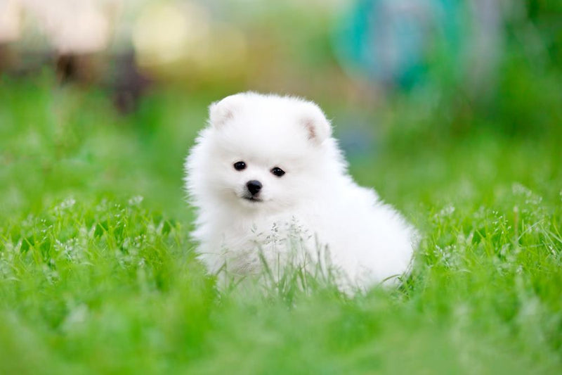 Pure white fashion pomeranian puppies