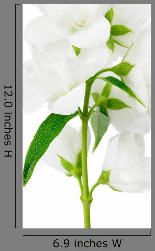 Beautiful Jasmine Flowers White – Wallmonkeys