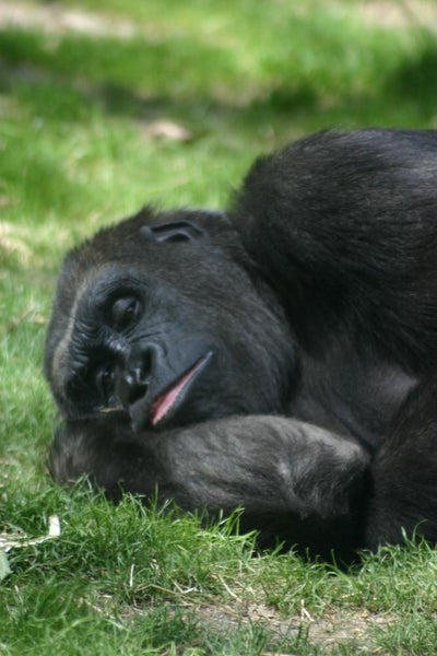 Gorilla laying low behind the leaves Bath Mat by Christiana