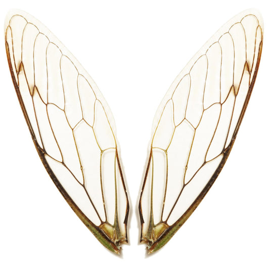 Pairs Cicada Wings Wall Decal – Wallmonkeys