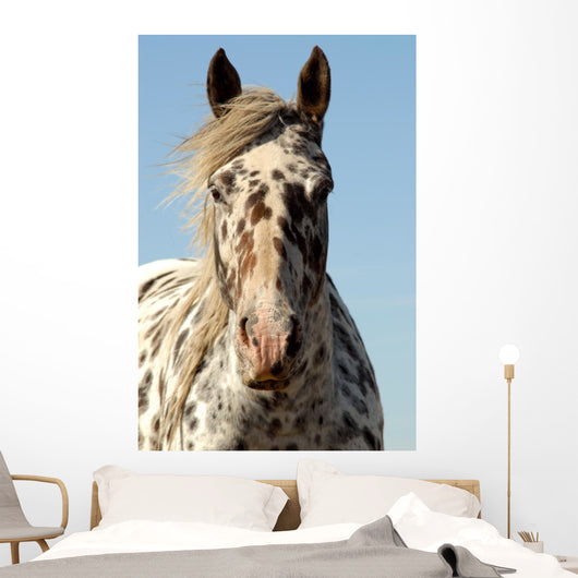 1,669 Appaloosa Horse Stock Photos, High-Res Pictures, and Images - Getty  Images