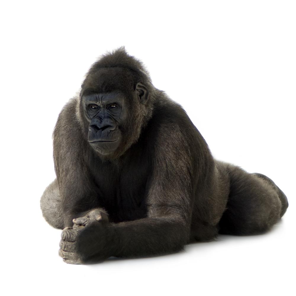 Young Silverback Gorilla Wall Decal – Wallmonkeys