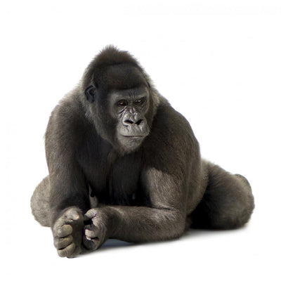 VWAQ Silverback Gorilla Wall Decal Jungle Room Decor - PAS36