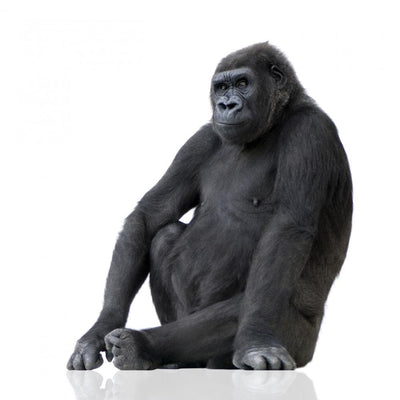 VWAQ Silverback Gorilla Wall Decal Jungle Room Decor - PAS36