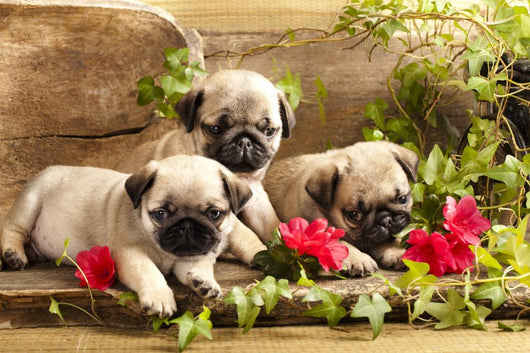 Retro store pug puppies