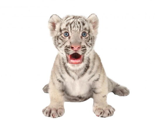 Sticker baby white tiger