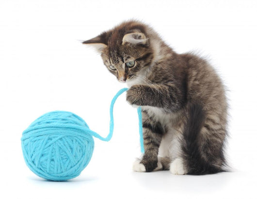 Cat with a ball of yarn best sale