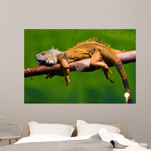  Wee Blue Coo Photo Animal Iguana Lizard Reptile Scales Spines  Unframed Wall Art Print Poster Home Decor Premium: Posters & Prints